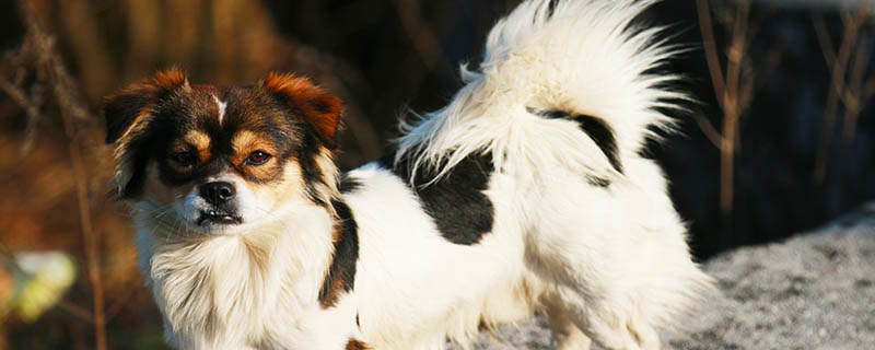 蝴蝶犬好养吗