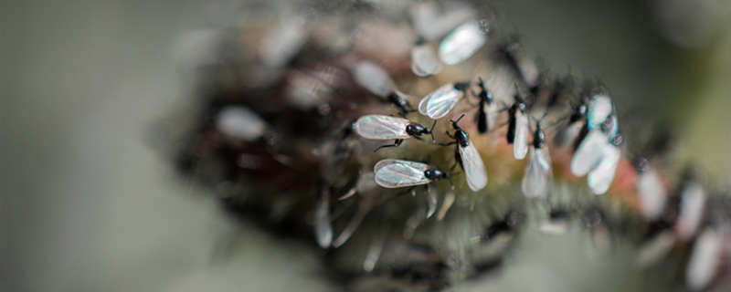 夏天家里有飞蚂蚁怎么办