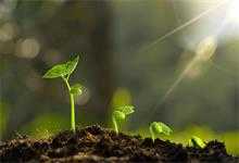 植物需要什么来进行光合作用 植物需要什么来进行光合作用呢