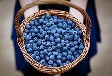 蓝莓怎么洗 蓝莓要怎么洗