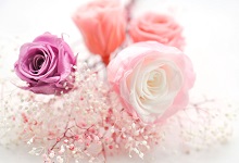 粉玫瑰的花语