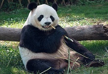 熊猫的生活习性 熊猫的生活习性是什么