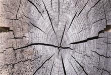 松树的特点 松树的特点是什么