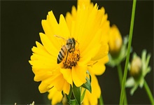 蜜蜂养殖技术 蜜蜂如何养殖