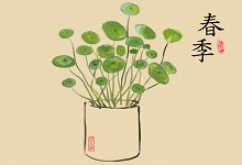 碗莲怎么种 碗莲的种植方法