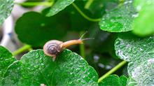 蜗牛是益虫还是害虫  蜗牛属于什么虫类