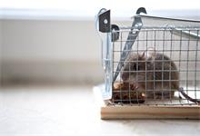 荷兰猪怎么养 荷兰猪如何养