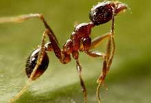 蚂蚁怎么消灭用什么药