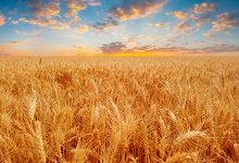 麦子成熟是什么时候  小麦成熟时间