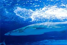 鲨鱼用什么呼吸 鲨鱼怎么呼吸