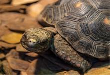 乌龟的生活习性 乌龟的生活习性有哪些