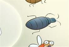 蟑螂会飞吗