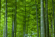 熊猫为什么喜欢吃竹子 熊猫为什么吃竹子