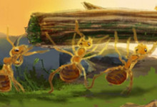蚂蚁和蝉的故事告诉我们什么道理 蚂蚁与蝉的故事告诉了我们什么