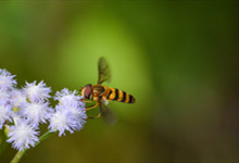 蜜蜂和苍蝇出自哪个寓言故事 苍蝇和蜜蜂的寓言故事告诉我们什么