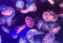 我国常见的8种水母 水母有几种