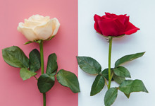 红玫瑰与白玫瑰隐喻 红玫瑰与白玫瑰的含义