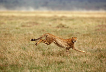 猎豹速度是多少公里 猎豹时速多少公里
