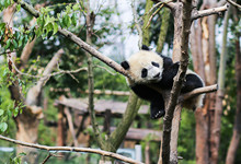 大熊猫吃的竹子是什么种类的