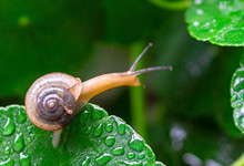 蜗牛的资料和特点分别是什么 蜗牛什么特点是什么