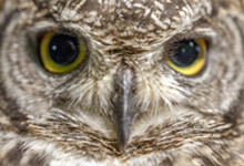猫头鹰的眼睛有什么特点 猫头鹰的眼睛的特点