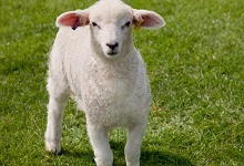 美丽诺羊毛和羊毛有什么区别 美丽诺羊毛与普通羊毛的区别