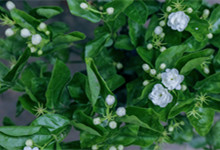 茉莉花香对人体有什么影响 茉莉花香有什么作用