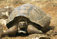 山龟是几级保护动物 山龟是保护动物吗