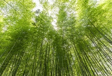 古代对竹的雅称 古时对竹子的雅称