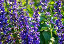 为什么高原上的花多紫色 开在青藏高原上的花大多是什么颜色的 