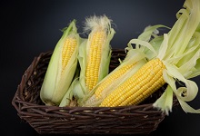 水果玉米和普通玉米有什么区别 水果玉米和普通玉米的区别 