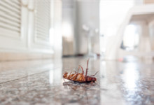 小蟑螂变成大蟑螂需要多久 小蟑螂过多久长成大蟑螂 