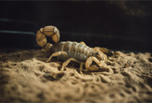 蝎子的生活环境及特点 蝎子生活在什么地方