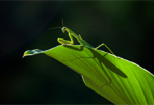 昆虫记螳螂捕蝉主要内容概括 昆虫记螳螂捕蝉主要讲了什么