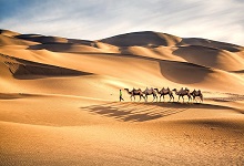 骆驼的驼峰是储存什么的 骆驼的骆驼峰储存的是什么