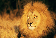 狮群的狩猎主要是由雄狮来完成的吗 狮群狩猎主要是雄狮来完成的吗