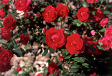 几朵玫瑰表示的含义  几朵玫瑰表示的意义