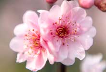 桃花影落飞神剑,碧海潮生按玉箫全诗 桃花影落飞神剑，落碧海潮生按玉箫何意