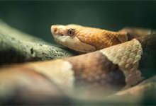 蛇的特点和生活习性 蛇的特点和生活特征 
