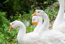 趾高氣揚是指哪些動物 趾高氣揚指的動物有哪些