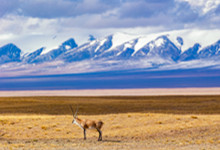 藏羚羊生活在什么地方 藏羚羊生活在哪里