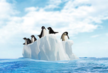 企鹅住在南极还是北极