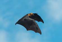 蝙蝠的寓言故事说明了什么道理 蝙蝠这个寓言故事的道理是什么