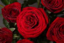 形容玫瑰花的唯美句子 形容玫瑰花唯美的句子