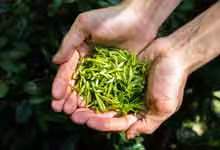 茶叶的保存方法长期保存方法 茶叶如何长期保存方法 