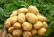 土豆怎么保存不发绿不长牙 夏天土豆怎么保存不发绿不长牙