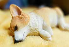 求解答小狗睡觉翻白眼怎么回事 狗睡觉呼吸急促是为什么