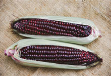紫玉米是转基因食品吗 为什么会有紫色的玉米