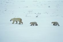 北极熊为什么不吃企鹅宝宝 北极熊的特点