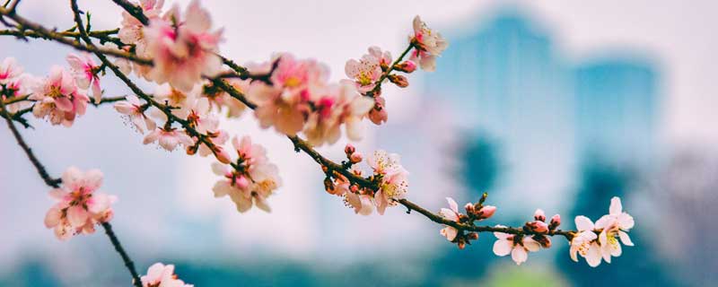三月的桃花水是春天的什么仿写
